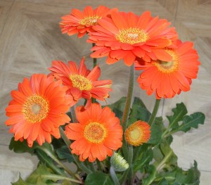 Gerbera